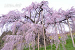 三春滝桜202304-06