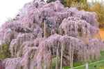 三春滝桜202304-07