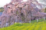 三春滝桜202304-09
