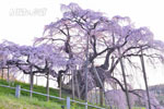 三春滝桜202304-12