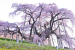 三春滝桜202304-13