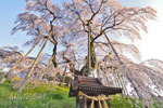 三春滝桜202404-02