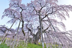 三春滝桜202404-03