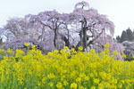 三春滝桜202404-04