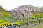 三春滝桜202404-05