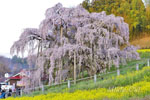 三春滝桜202404-06