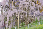 三春滝桜202404-07