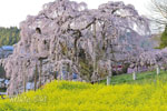 三春滝桜202404-08