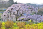 三春滝桜202404-10