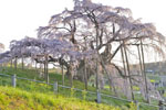 三春滝桜202404-11