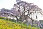 三春滝桜202404-12