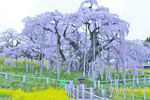 三春滝桜_202504-02