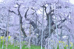 三春滝桜_202504-03