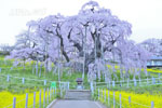 三春滝桜_202504-04