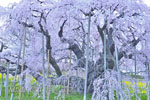 三春滝桜_202504-05