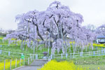 三春滝桜_202504-06