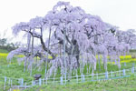 三春滝桜_202504-07