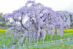 三春滝桜_202504-08