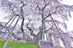 三春滝桜_202504-09