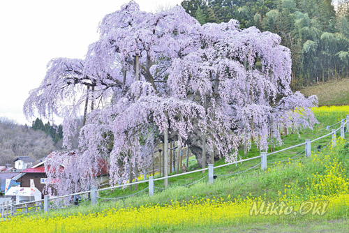 三春滝桜_202504-01