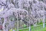 三春滝桜_202504-02