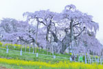 三春滝桜_202504-03
