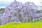 三春滝桜_202504-05
