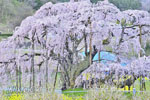 三春滝桜_202504-06