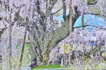 三春滝桜_202504-07