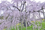 三春滝桜_202504-08