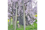 三春滝桜_202504-09