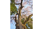 cm-三春滝桜・桜の丘・稲荷神社-03