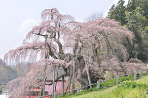 三春滝桜201204