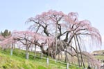 三春滝桜201204-06