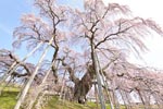 三春滝桜201304-02