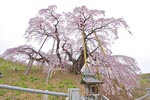 三春滝桜201404-02