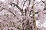 三春滝桜201404-03