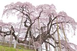 三春滝桜201404-09