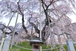 三春滝桜201604-02