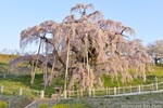 三春滝桜201604-05
