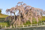 三春滝桜201604-06