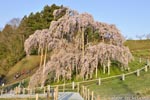 三春滝桜201604-07