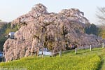 三春滝桜201604-09