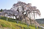 三春滝桜201604-12