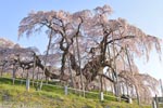三春滝桜201604-13