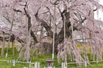 三春滝桜202104-02