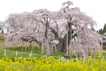 三春滝桜202104-03