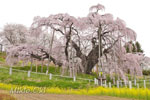 三春滝桜202104-05