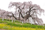 三春滝桜202104-06