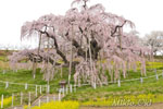 三春滝桜202104-07